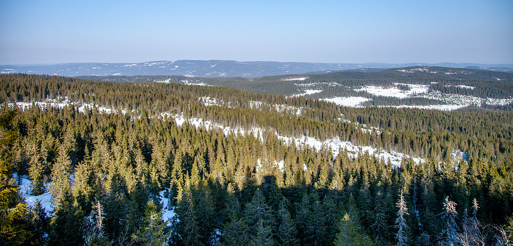 Utsikt over endeløs skog fra toppen.