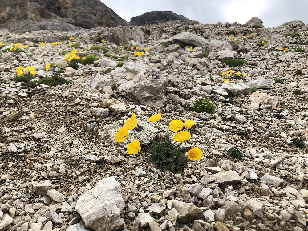Kjekt å se litt flora i månelandskapet.