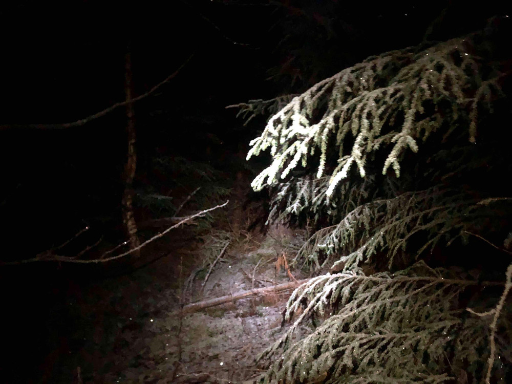 Jeg brøyter meg gjennom tett skog. Noe som skulle vise seg å være veldig unødvendig