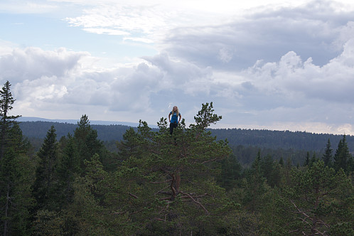 Sigrid i ett av trærene på Storsteinsfjellet