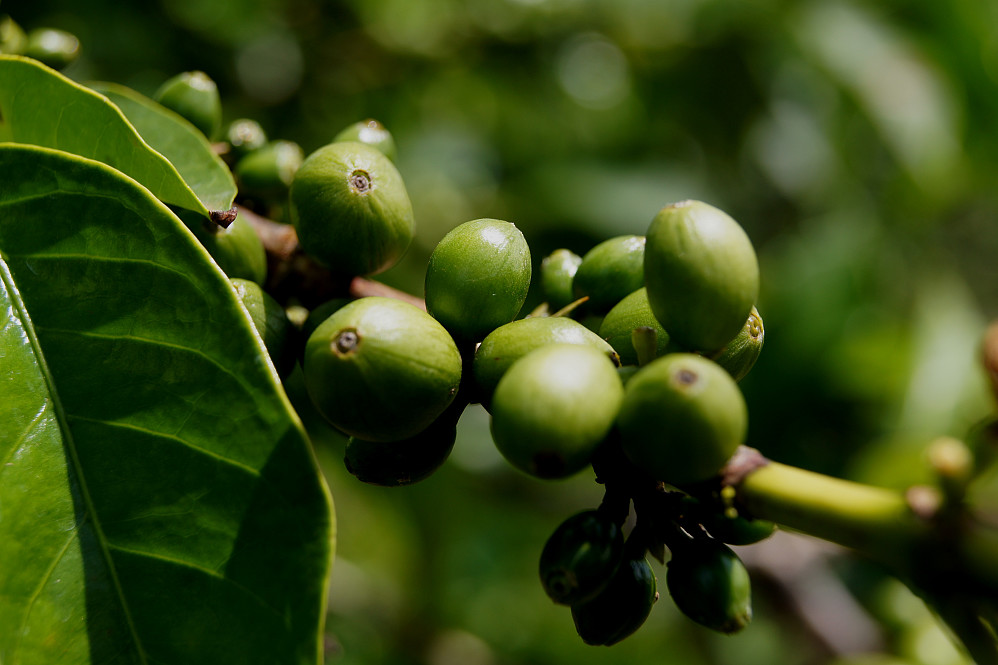 Vi stoppet for å se på dyrkingen av kaffebønnene. Obligatorisk i kaffens hjemland