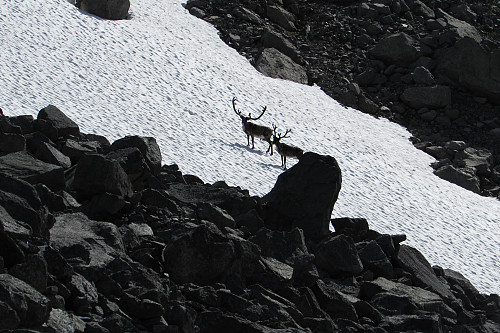 Vi så to enslige reinsdyr i Ringsdalen