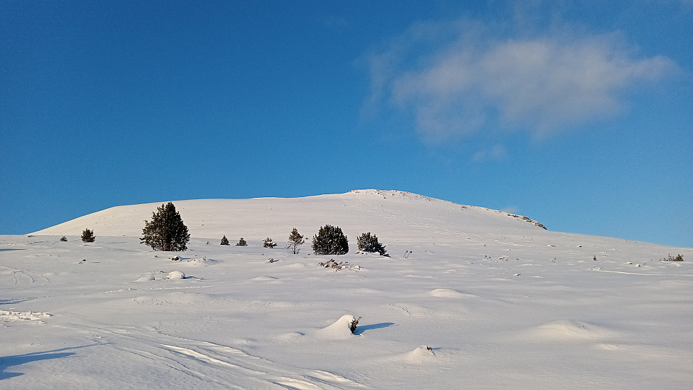 Ute av den korte skogen