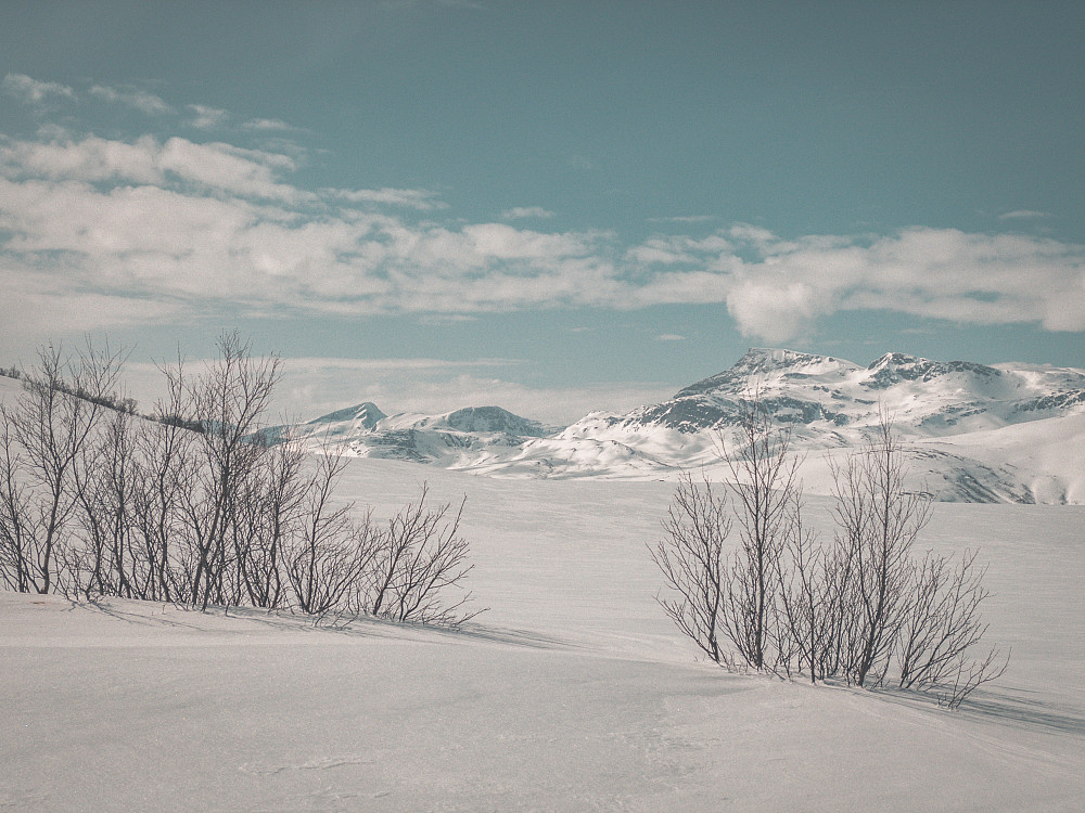 Ein kort pause for å få på fellene igjen etter nedkjøringa frå Kufjellet. Neådalssnota har dukka opp for å halde namnesøstra med selskap.