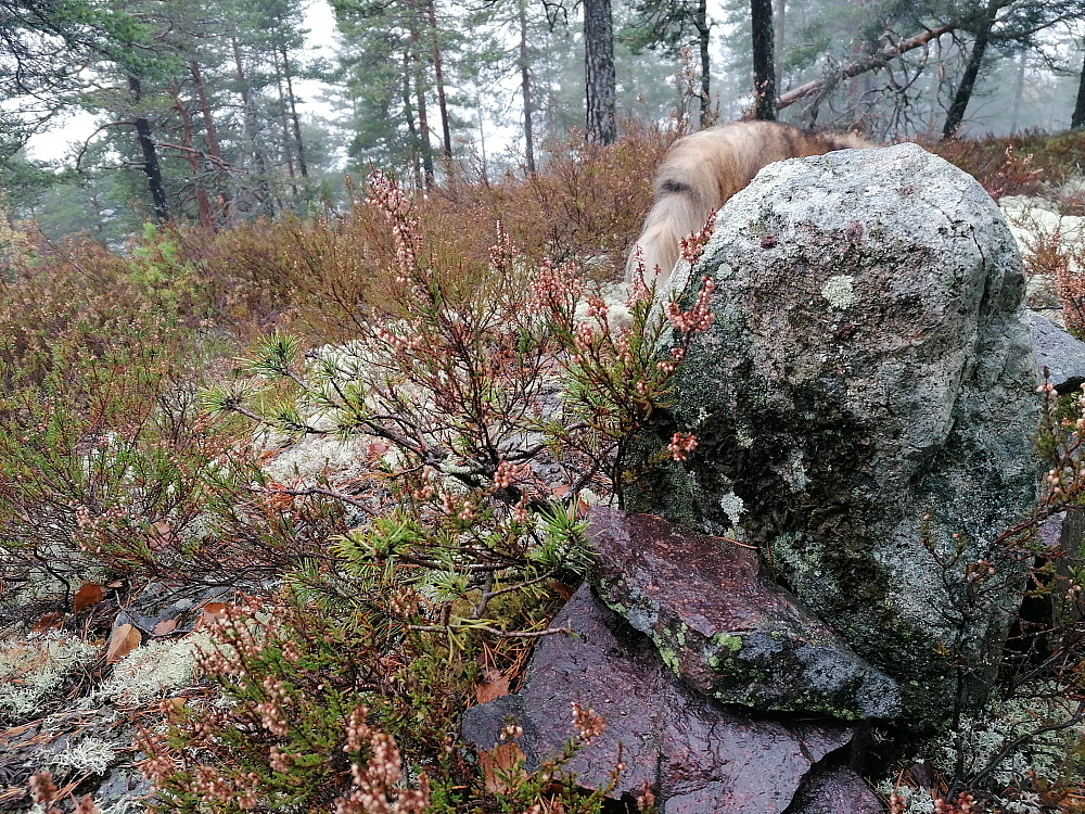 Toppen mot nord
