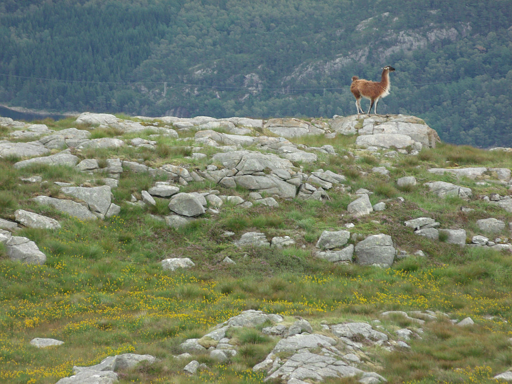 Dyrelivet på Håfjellet