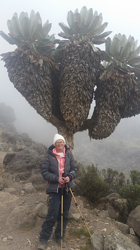 Lobelia som bare vokser i Kilimanjaro