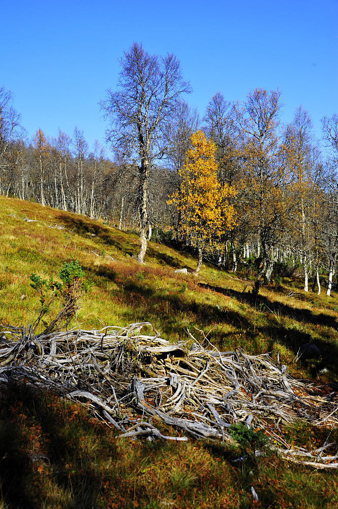 Haust i fjellet
