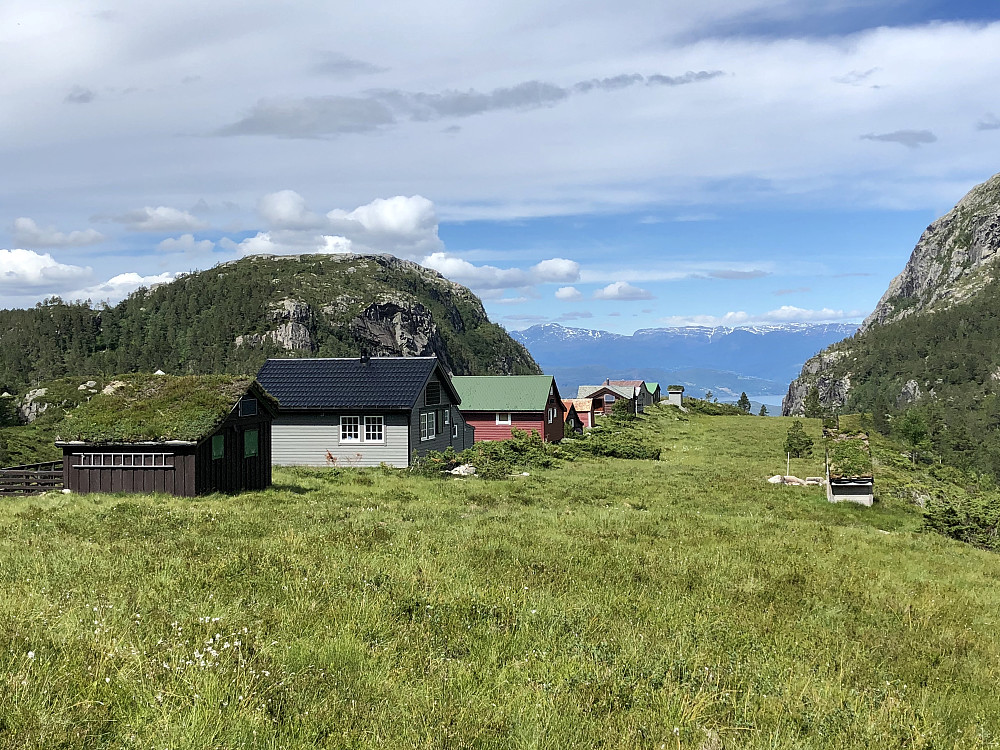 Grønrimb