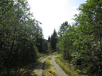 Flott skogsvei de første 2,3 kilometerne.