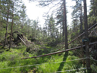 Skogsveien langs Daleelva er ikke pr juli 2015 anbefalt rute til Vardegga. (Ikke merket løype)