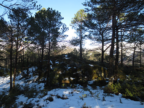 Sannsynligvis toppen av Håhaugen, 292 moh.