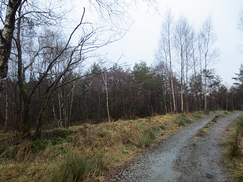 Gå rett inn i skogen her...