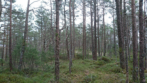 Toppen av Bukkaberget, 148 moh.