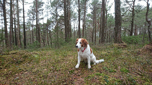 Rona koser seg på tur i skogen.