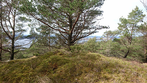 Antatt topp punkt på Sætrafjellet.