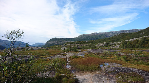 Siste stykket ned mot Reinsnos var plankekjøring, men slitne bein gjorde at tempoet ikke var særlig høyt.