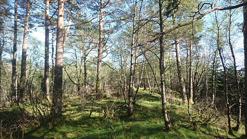 Toppen av Åsen, 303 moh. Ikke utsikt her.