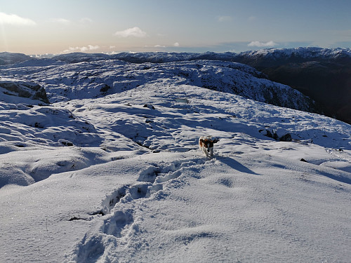 Et stykk meget fornøyd hund i snøen:-)