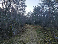 Skogsveien er leder til to merkede stier opp på fjellet.
