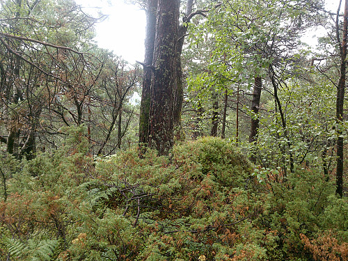 Antageligvis toppen av Tverråsen, 224 moh.