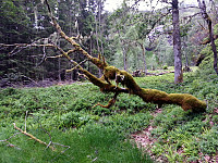 Trolsk i naturreservatet Hestabotn