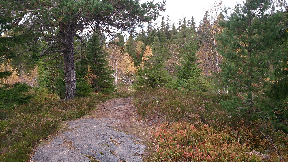 Fin sti som fulgte tørre rygger i terrenget