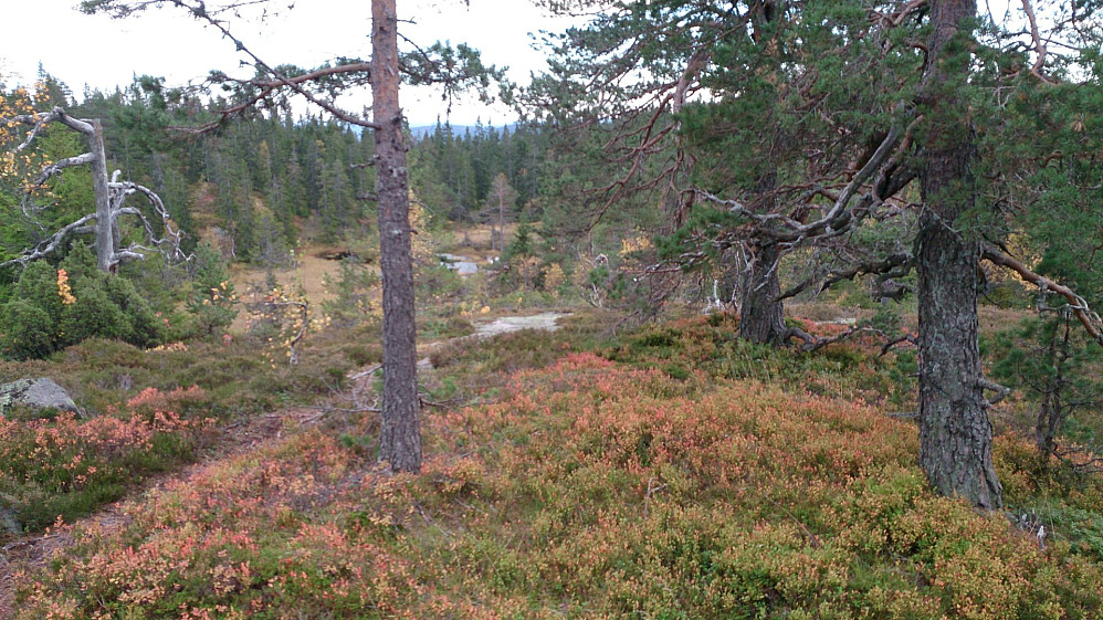 Fine høstfarger!