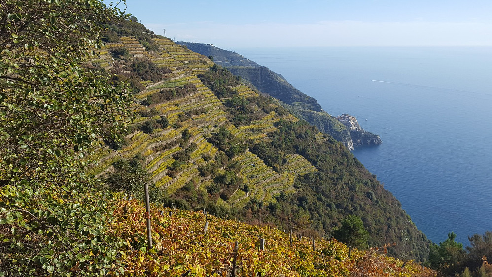 Flotte vinområder. Ser Manarola nede ved sjøen.