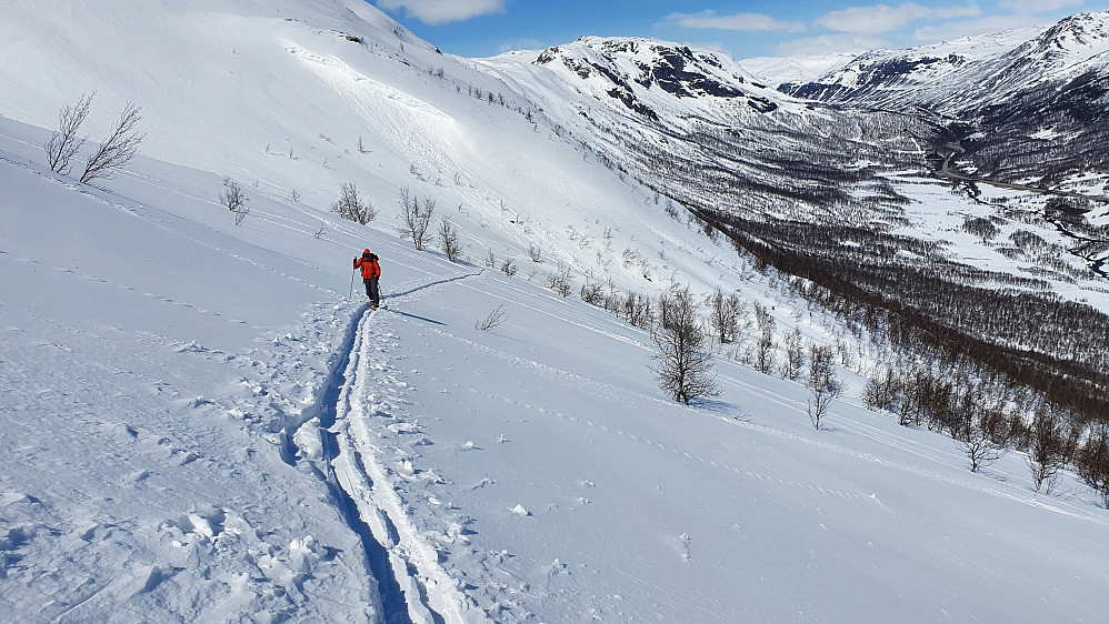 Vi fulgte gamle spor der det var mulig. På grunn av en halv cm kornet nysnø fra gårsdagen glapp fellene i bratte gamle spor.