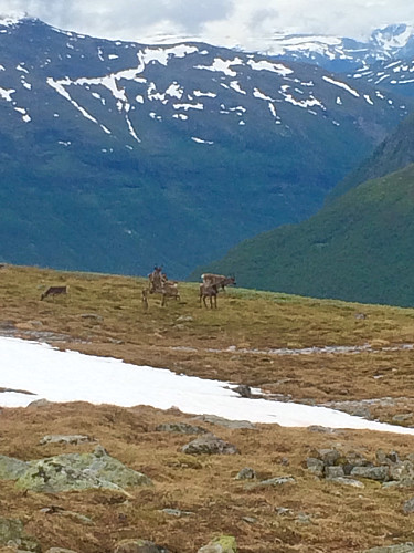 En reinsdyrflokk på topplatået