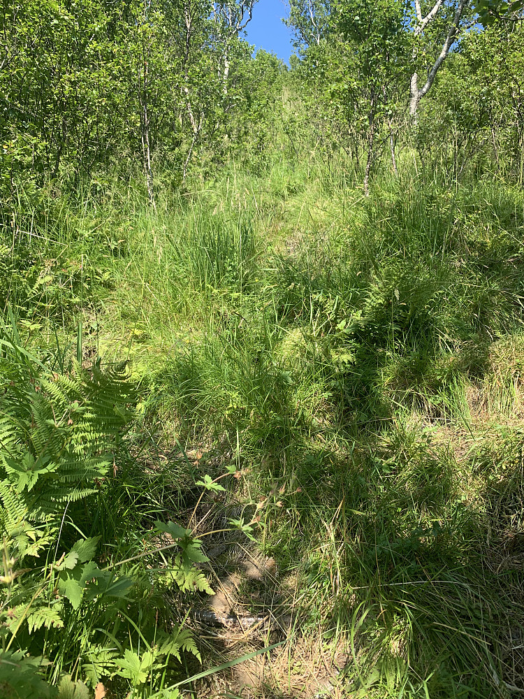 Up through the forrest