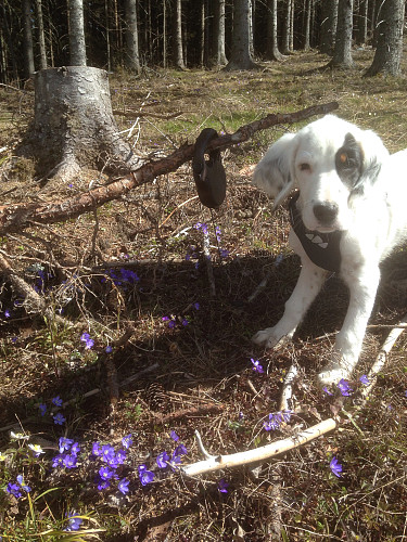 Trym koser seg i skogen mellom blåveis og hvitveis