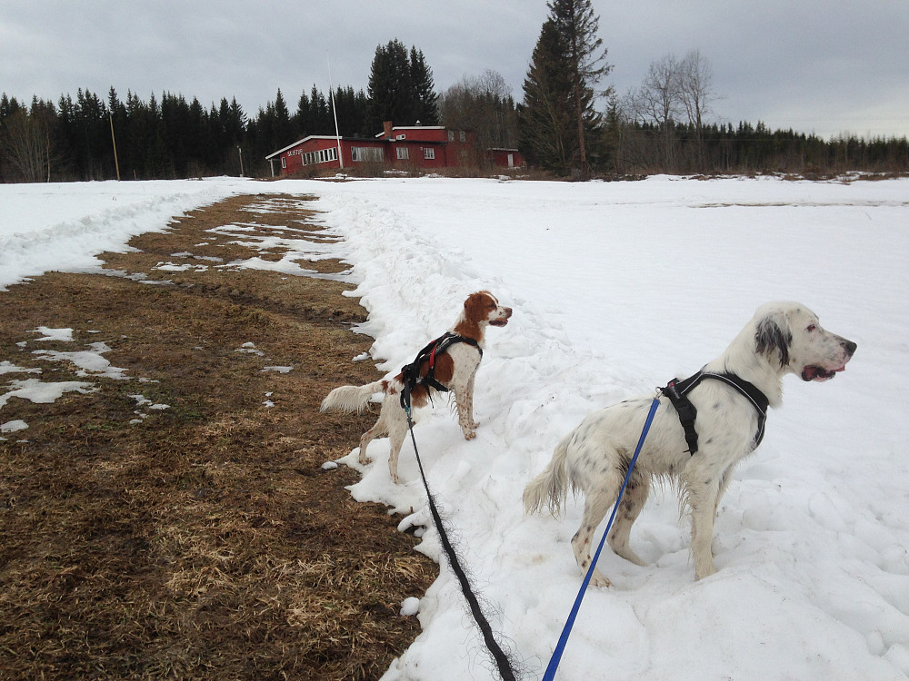 Trym og Bonzo ved Skistua