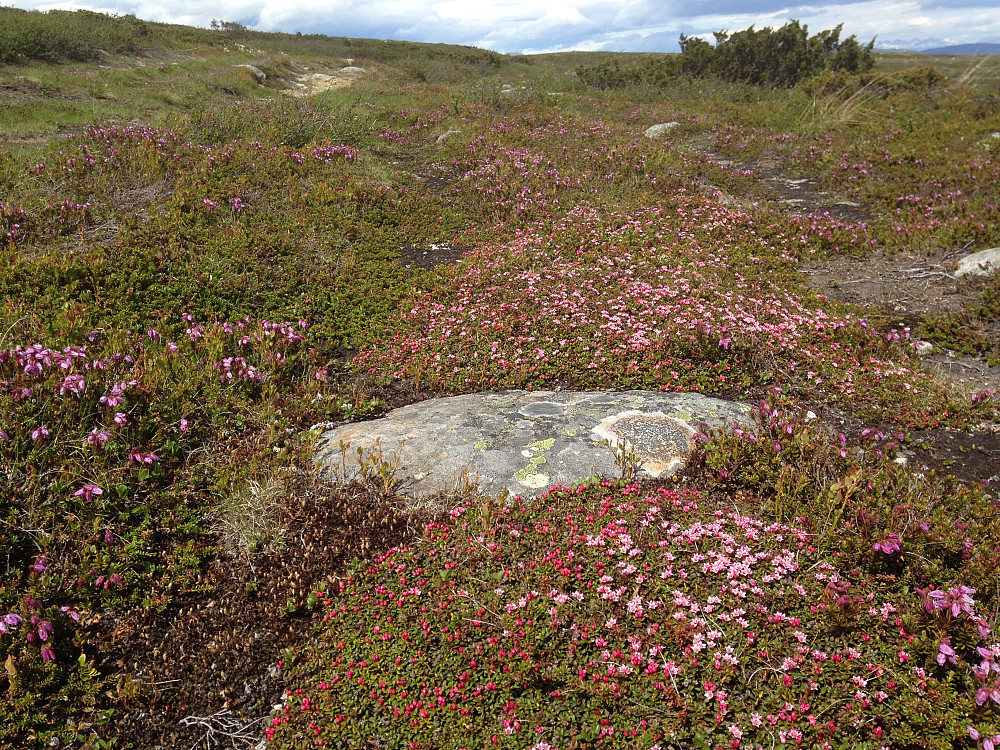Greplyng og blålyng på Vetafjellet