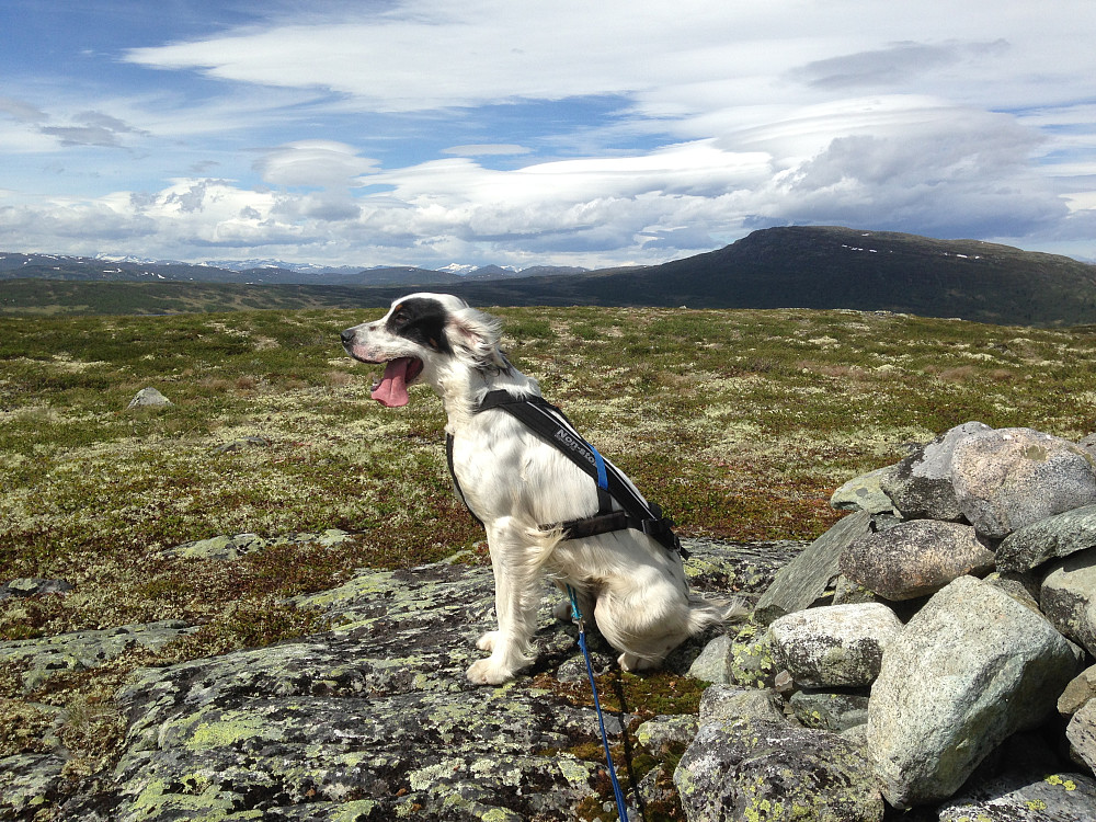 Trym ved den lille varden på Vetafjellet 1113 moh