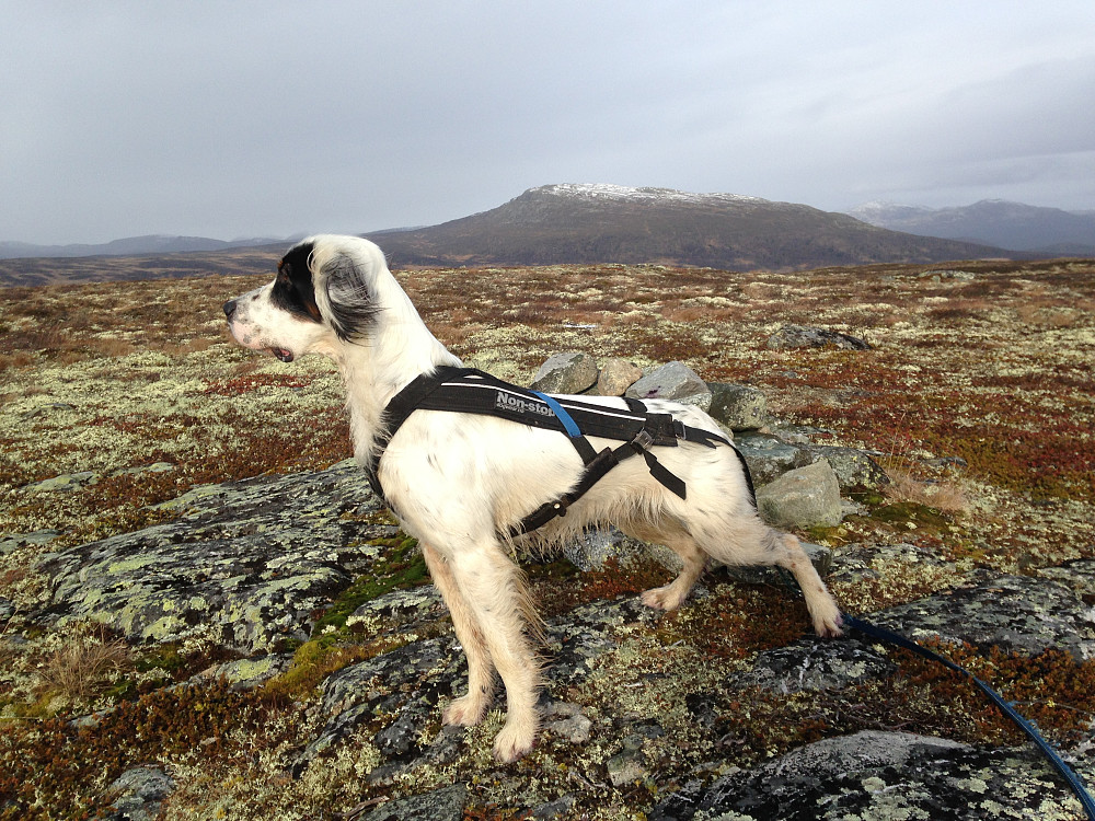 Trym har teften av rype på Vetafjellet. Ongsjøfjellet bak.
