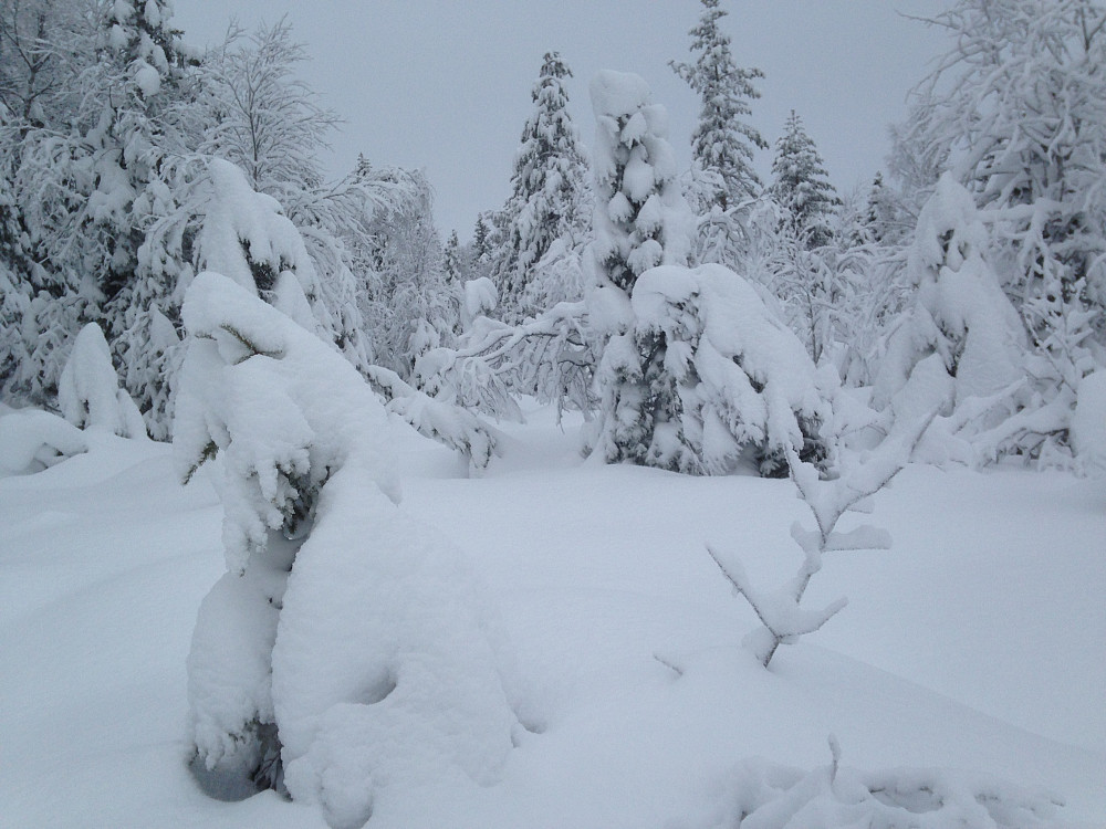 Eventyrskog