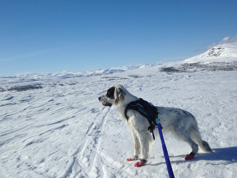 Trym på Vetafjellet