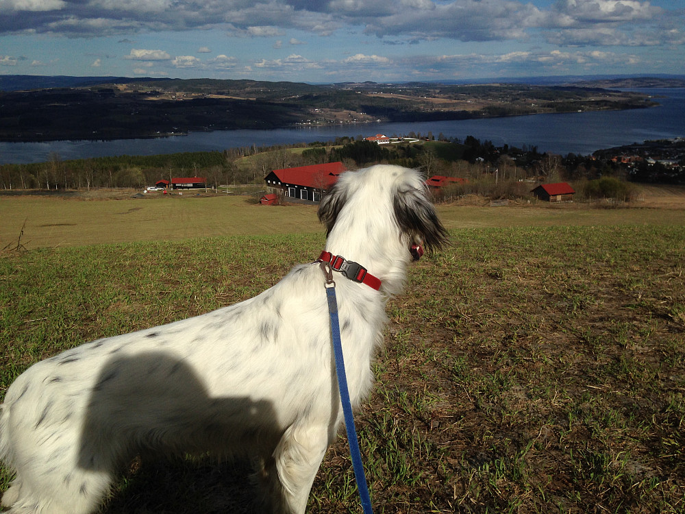 Øverst på Bergsjordet, Trym ser ned på Berg ( med røde tak foran), Tranberg og Mjøsa