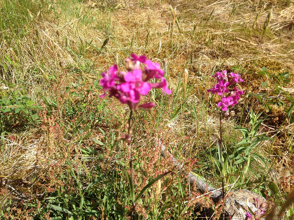 Tjæreblomst på Bergstoppen