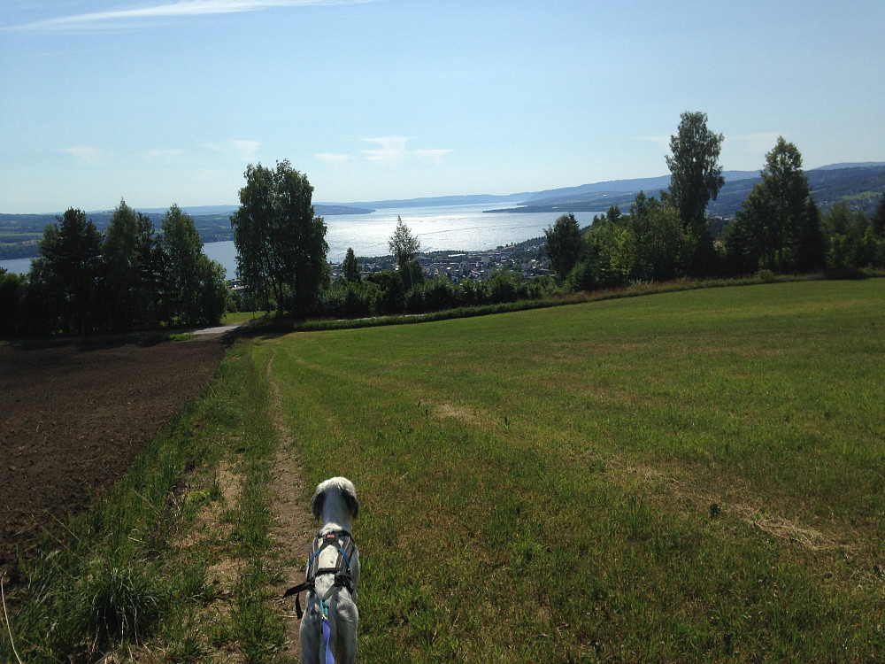 På tur hjem