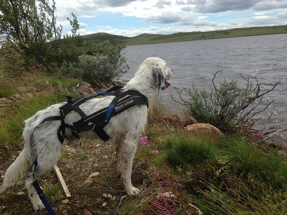 Trym ved Mossjøen