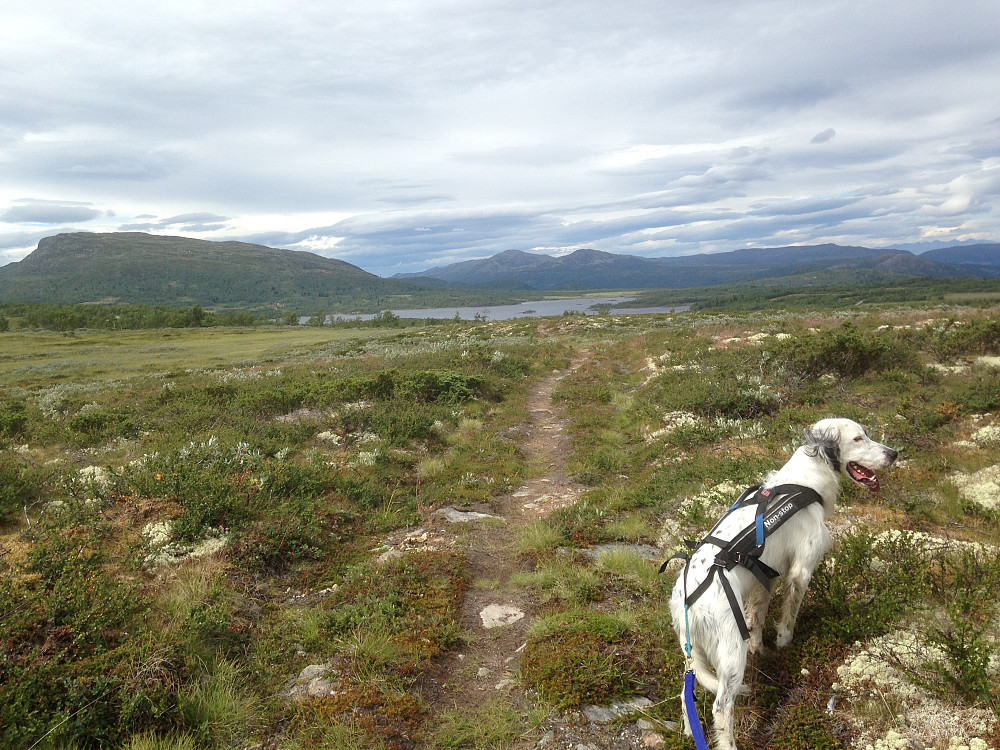 På tur tilbake, mot Ongsjøfjellet