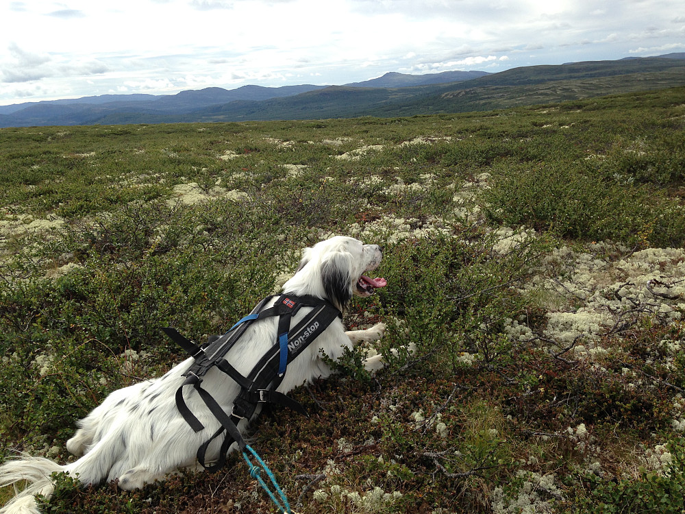 På Vetafjellet