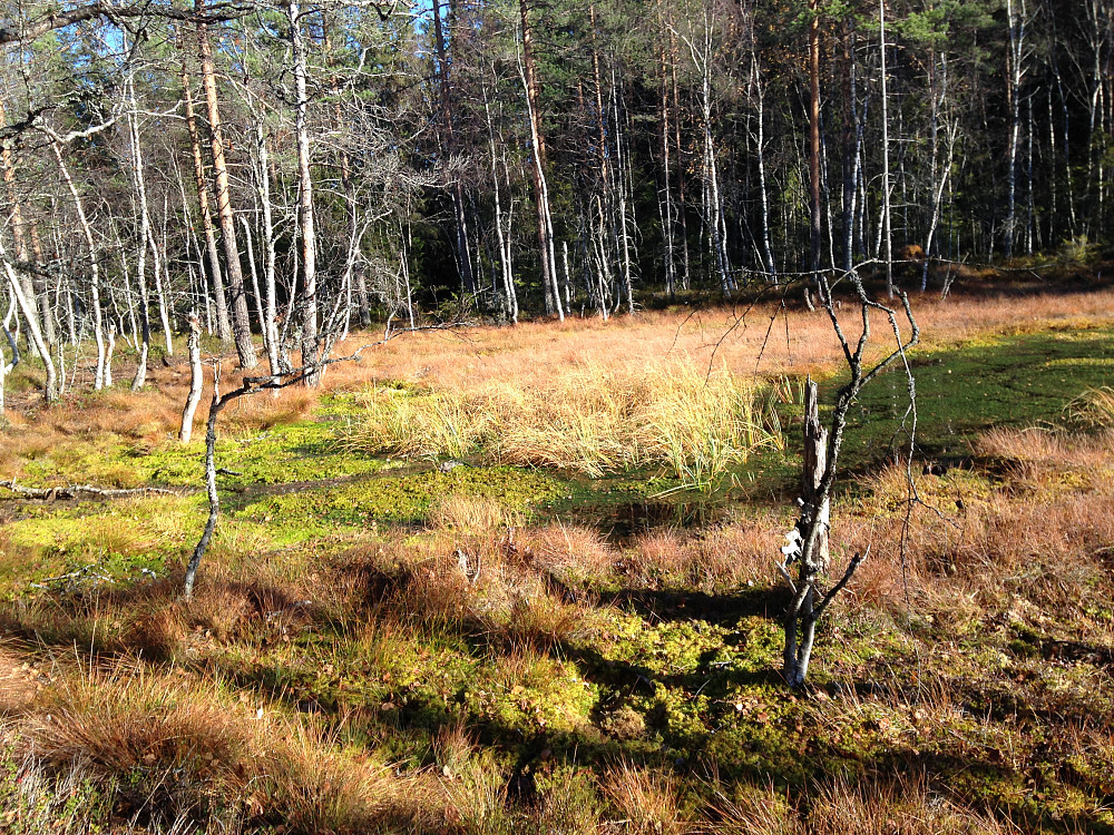 Bikkjebakkmyra