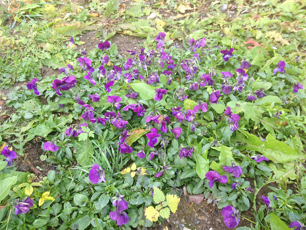 Like ved Skistua blomstra disse, tror det er vår?