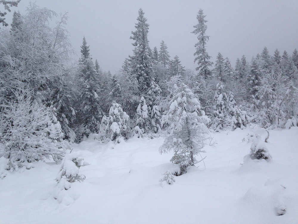 Skogen har pynta seg