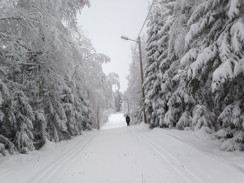 Julestemning i skogen