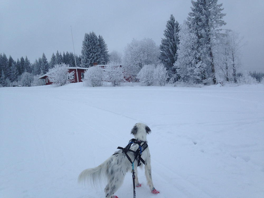 Skistua